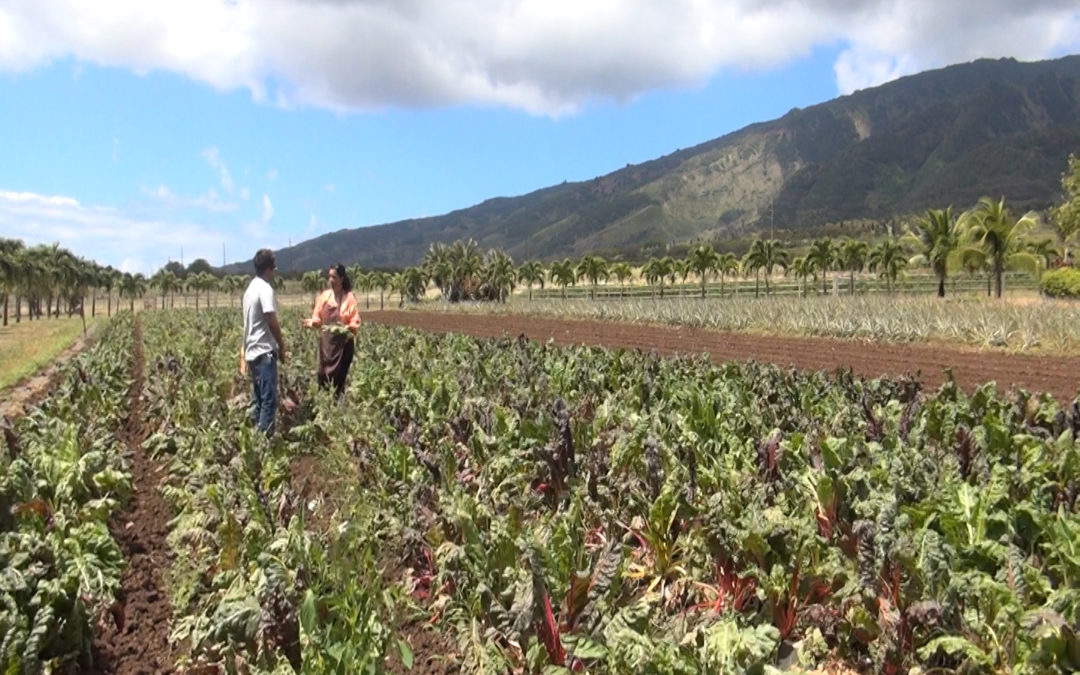 Fork & Salad Connects with Kumu Farms on MauiNow.com!
