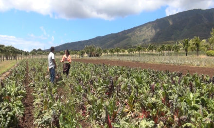 Fork & Salad Connects with Kumu Farms on MauiNow.com!