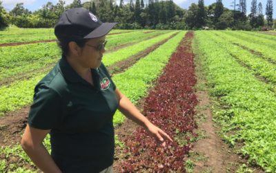 Know Your Farmers:  Aloha ‘Āina Organics, Ha‘ikū