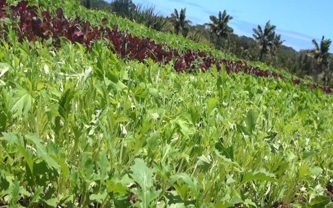 Organic & Earth-Friendly at Aloha ‘Āina Farms