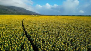 Maui Sunflower Field in March 2023. By Travis Morrin Photography